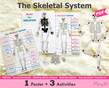 Load image into Gallery viewer, The Skeletal System Activity, Human Anatomy