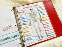 Load image into Gallery viewer, The Skeletal System Activity, Human Anatomy