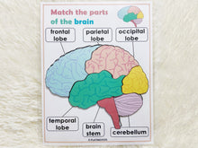 Load image into Gallery viewer, Brain Anatomy, Parts of the Human Brain
