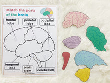 Load image into Gallery viewer, Brain Anatomy, Parts of the Human Brain