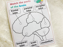 Load image into Gallery viewer, Brain Anatomy, Parts of the Human Brain