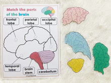 Load image into Gallery viewer, Brain Anatomy, Parts of the Human Brain