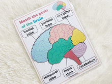 Load image into Gallery viewer, Brain Anatomy, Parts of the Human Brain