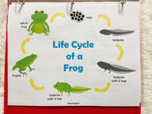 Load image into Gallery viewer, Frog and Butterfly Lifecycle Activities, Montessori 3 Part Cards
