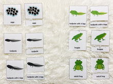 Load image into Gallery viewer, Frog and Butterfly Lifecycle Activities, Montessori 3 Part Cards