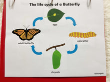 Load image into Gallery viewer, Frog and Butterfly Lifecycle Activities, Montessori 3 Part Cards
