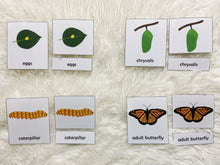 Load image into Gallery viewer, Frog and Butterfly Lifecycle Activities, Montessori 3 Part Cards
