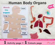 Load image into Gallery viewer, Body Organs Matching Activity, Human Anatomy