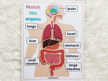 Load image into Gallery viewer, Body Organs Matching Activity, Human Anatomy