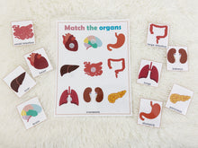 Load image into Gallery viewer, Body Organs Matching Activity