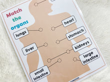 Load image into Gallery viewer, Body Organs Matching Activity, Human Anatomy