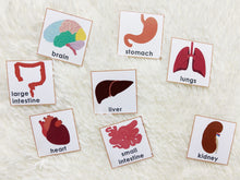 Load image into Gallery viewer, Body Organs Matching Activity, Human Anatomy