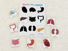 Load image into Gallery viewer, Body Organs Matching Activity