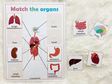 Load image into Gallery viewer, Body Organs Matching Activity, Human Anatomy