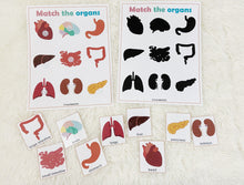 Load image into Gallery viewer, Body Organs Matching Activity