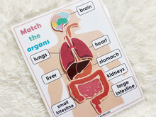 Load image into Gallery viewer, Body Organs Matching Activity, Human Anatomy