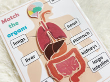 Load image into Gallery viewer, Body Organs Matching Activity, Human Anatomy