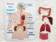 Load image into Gallery viewer, Body Organs Matching Activity, Human Anatomy