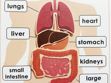 Load image into Gallery viewer, Body Organs Matching Activity, Human Anatomy