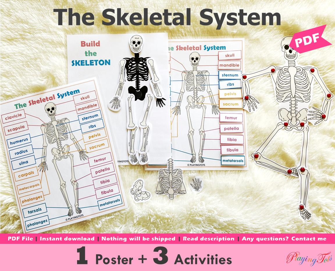 The Skeletal System Activity, Human Anatomy – Playingtots