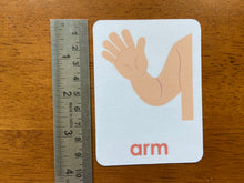Load image into Gallery viewer, Laminated Body Parts Flashcards, Toddler Flashcards, Human Body, Montessori Flashcards, Learning Cards
