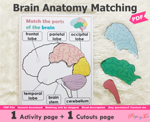 Load image into Gallery viewer, Brain Anatomy, Parts of the Human Brain

