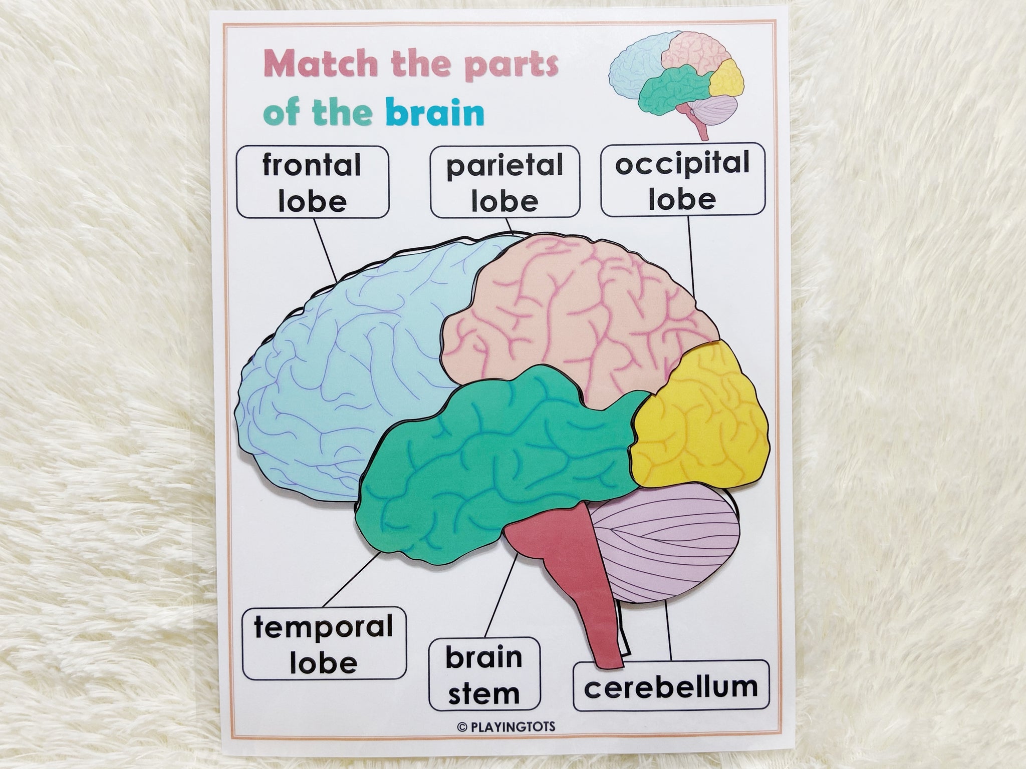 human brain parts for kids