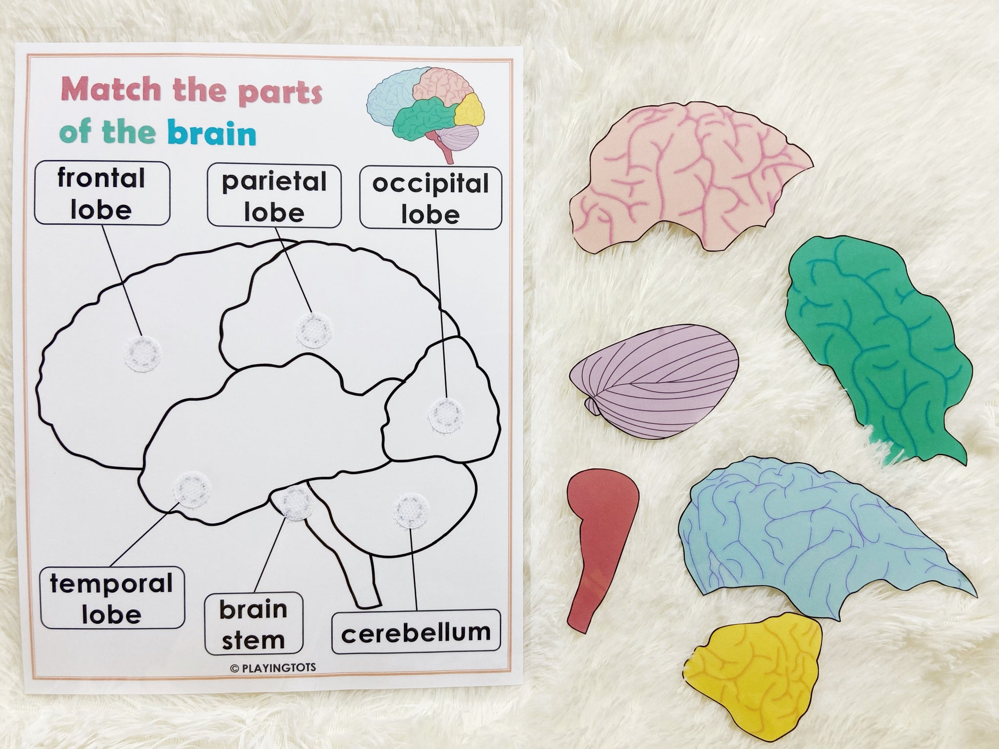 Parts Of The Brain And Their Functions Worksheet
