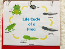 Load image into Gallery viewer, Frog and Butterfly Lifecycle Activities, Montessori 3 Part Cards
