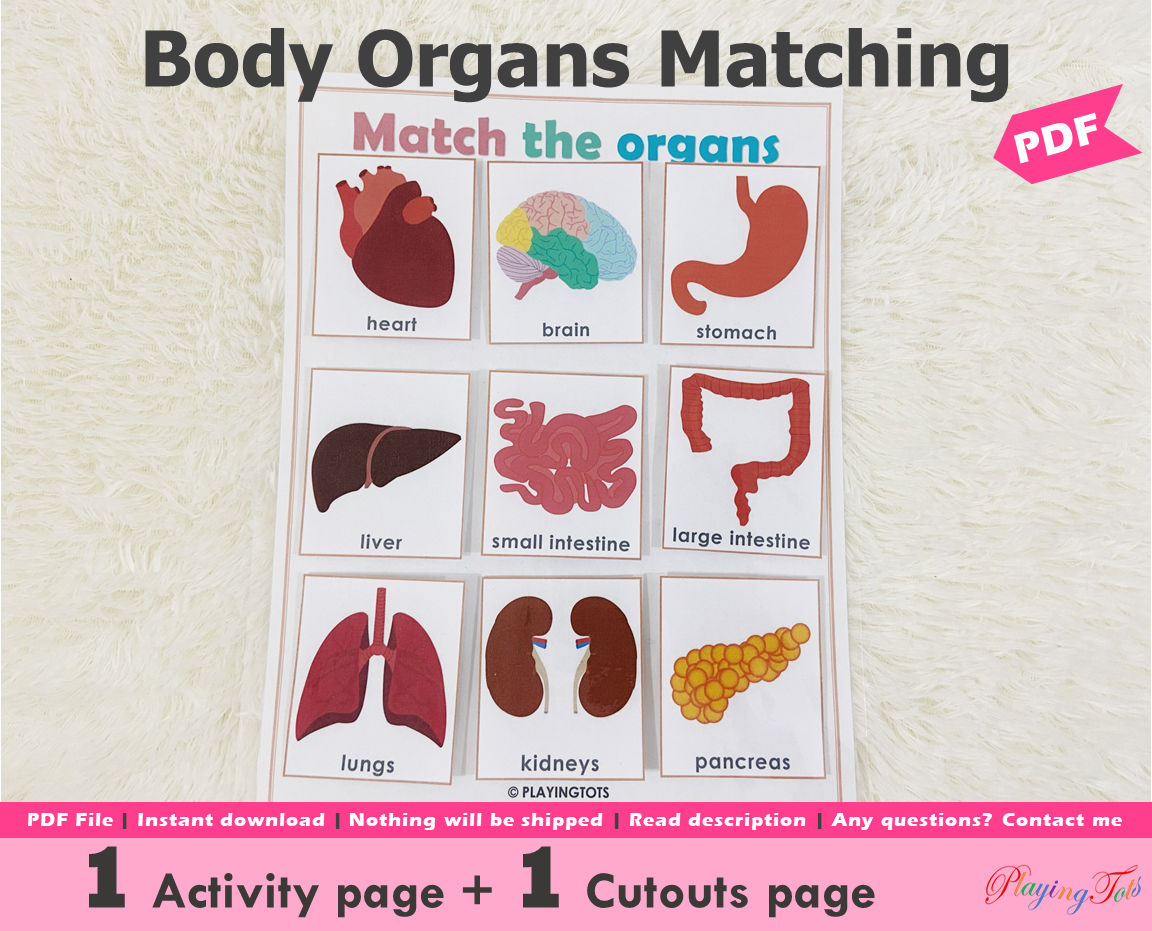 Body Organs Matching Activity