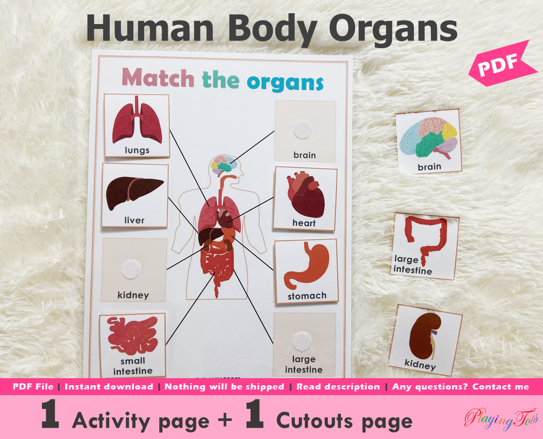 Body Organs Matching Activity, Human Anatomy