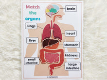 Load image into Gallery viewer, Body Organs Matching Activity, Human Anatomy
