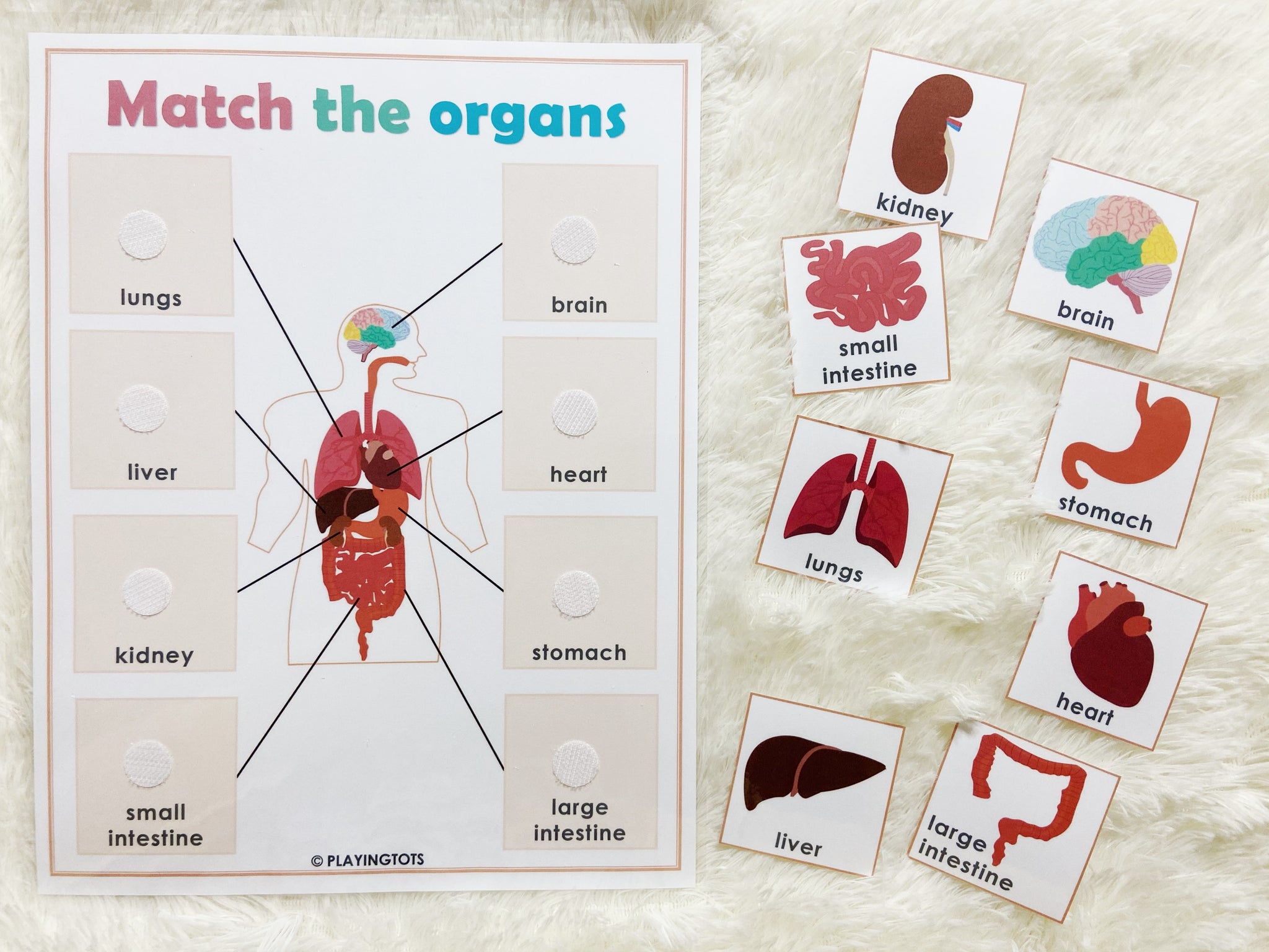 Match The Internal Organs Vocabulary Worksheets Organs