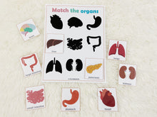 Load image into Gallery viewer, Body Organs Matching Activity
