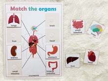 Load image into Gallery viewer, Body Organs Matching Activity, Human Anatomy
