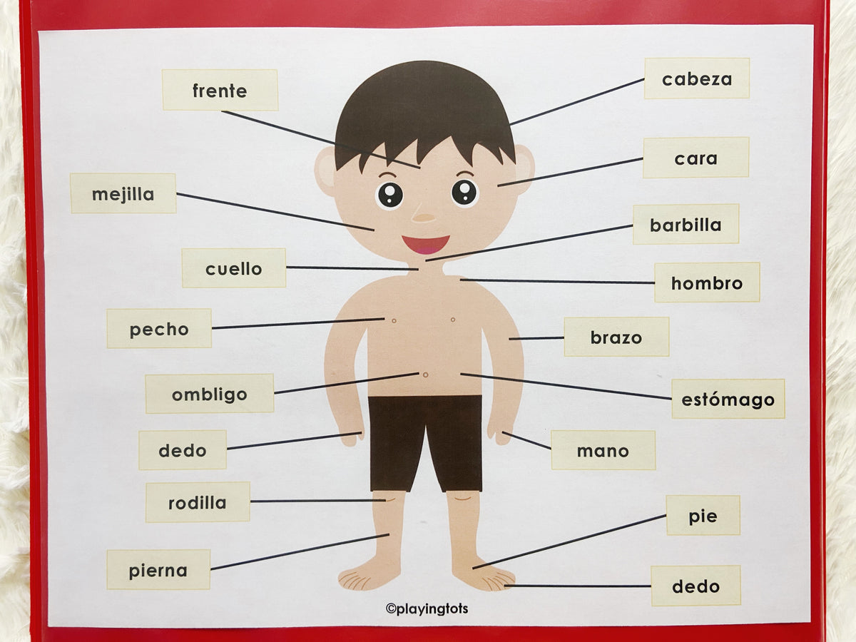 Spanish Body Parts