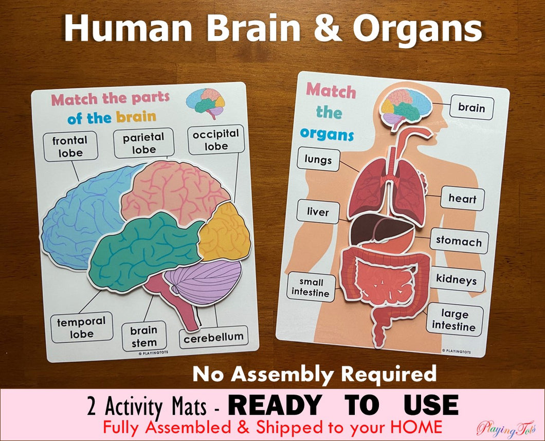 Body Organs and Brain Anatomy Matching Activity Mats for Kids, Learning Mats, Human Anatomy Activity