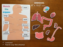 Load image into Gallery viewer, Body Organs and Brain Anatomy Matching Activity Mats for Kids, Learning Mats, Human Anatomy Activity
