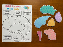 Load image into Gallery viewer, Body Organs and Brain Anatomy Matching Activity Mats for Kids, Learning Mats, Human Anatomy Activity
