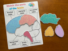 Load image into Gallery viewer, Body Organs and Brain Anatomy Matching Activity Mats for Kids, Learning Mats, Human Anatomy Activity
