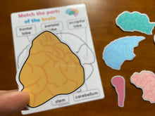 Load image into Gallery viewer, Body Organs and Brain Anatomy Matching Activity Mats for Kids, Learning Mats, Human Anatomy Activity
